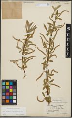 Foto von Salix alba subsp. vitellina (L.) Arcang.